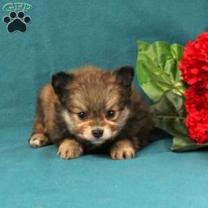 Ellie, Pomeranian Puppy